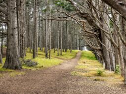 Optometrist Randall Melchert - Natural Spaces